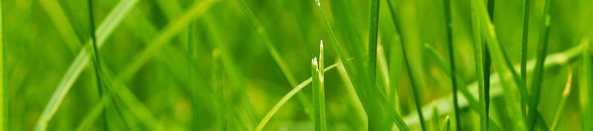 Web漏洞扫描工具